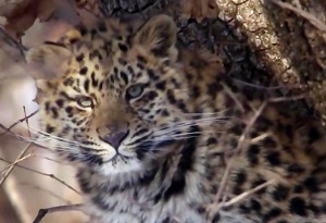 شکار هیجان انگیز یوزپلنگ