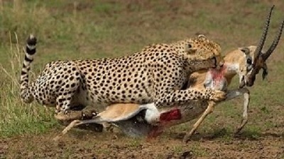 شکار کردن حیوانات