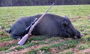 شکار گراز وحشی