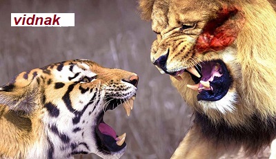 Spectacular hunting of lions and leopards