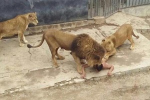 شیر , حمله شیر ,حمله حیوانات