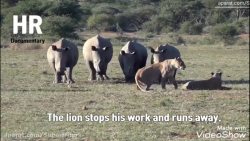 شیر ها در مقابل کرگدن ها