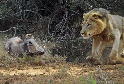 شیر ها شکار میخورند...