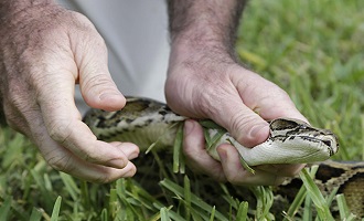 طرز پيدا کردن و گرفتن مار در جنگل و بيابان