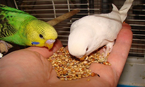 غذا دادن به مرغ عشق ها