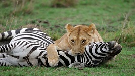 فیل ها ، شیر ها و گورخر ها