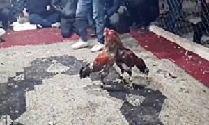 فیلم جنگ خروس جنگی Brawler