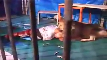 فیلم حمله شیر به انسان در باغ وحش