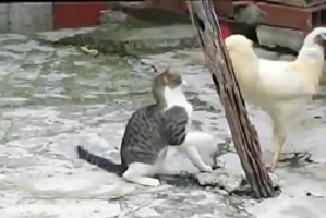 Interesting cat battle movie with white bitch