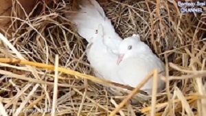 فیلم نجات پرنده ها از چنگال مار