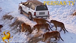 Recorded videos of animals being attacked by humans