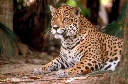 قدرت واقعی پلنگ را ببینید!