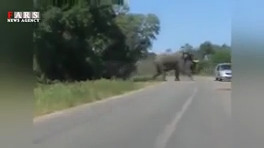 Exciting moments of giant animal attack on humans