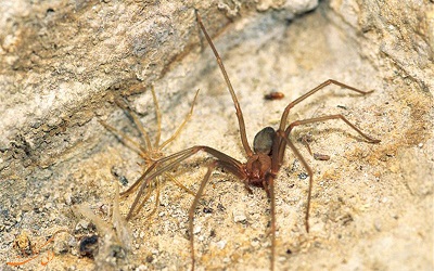 مبارزه مرگبار دو عنکبوت بیابانی