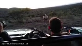 Clip set of wild animal attack on humans