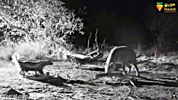 A scary wildlife documentary