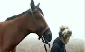 مستند حیات وحش / اسب ها