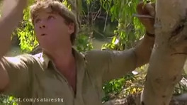 مستند حیات وحش بشدت ترسناک استیو ایرون جدید 2020 ترسناک ترین کروکودیل ها FULL HD