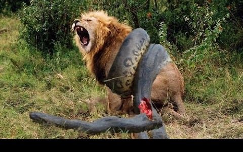 مستند شکار حیوانات مرگبار