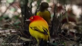 مستندی از جفت گیری غیر معمول حیوانات در طبیعت