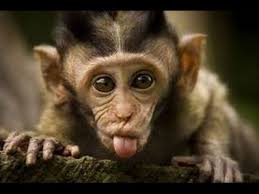 میمون و آبنبات