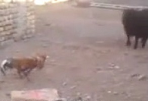 نبرد دیدنی خروس و گوسفند