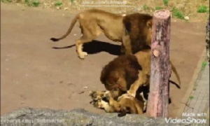 نبرد شدید شیرها با یکدیگر