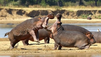 اسب آبی, جفت گیری حیوانات