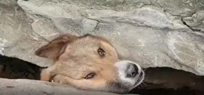 نجات جان یک قلاده سگ ماده به همراه توله‌هایش که در بین صخره ای گیر افتاده بودند.