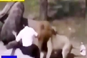The most terrifying wild animal attack on humans +18