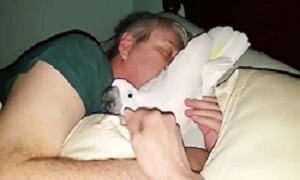 وابستگی طوطی به صاحبش