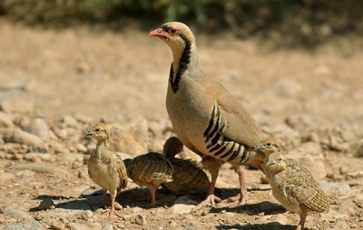 کبک و جوجه هایش در کوههای شاهو