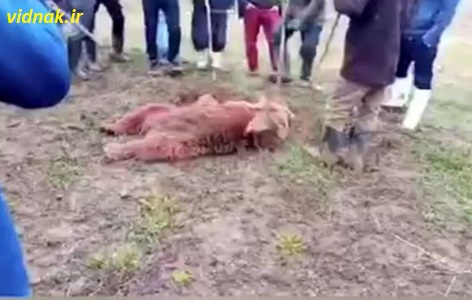 The brutal killing of an endangered bear in Urmia