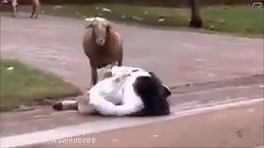 کلیپ حمله حیوانات به انسان ها