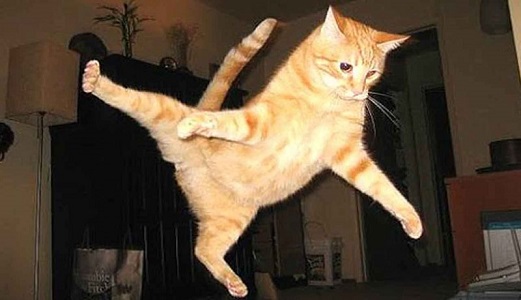 کلیپ خنده دار از گربه ها