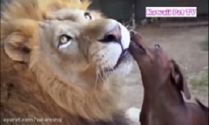 کلیپ دوستی عجیب بین حیوانات دشمن هم