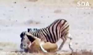 کلیپ شیرهای گرسنه و گورخر Hungry lions and zebra