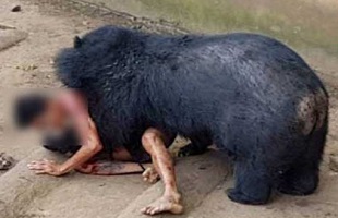 گلچین وحشیانه ترین نبرد های حیوانات و حمله به انسان ها