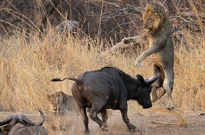 یک بوفالو در برابر دو شیر نر