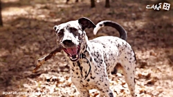 10 تا از بهترین نژاد سگ خال خالیِ خالی