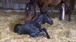 زایمان اسب - یک کره تمام مشکی واقعا دیدن داره