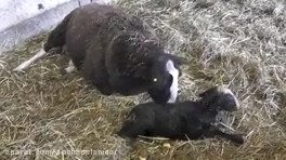 زایمان طبیعی گوسفند با کمک