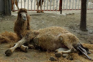 زایمان طبیعی شتر