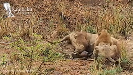 Attractive wildlife documentary