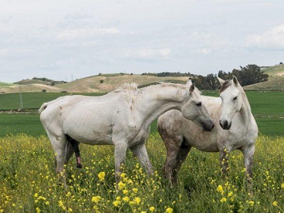Decorative Horse Mating Video Decorative Horse Mating