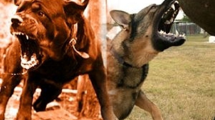جنگ سگ ها Dogs fight