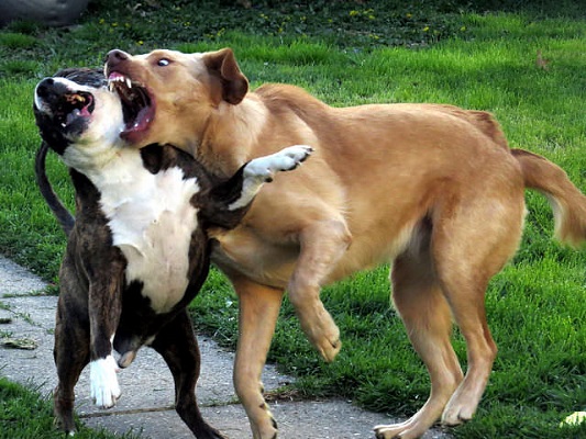 جنگ سگ ها Dogs fight