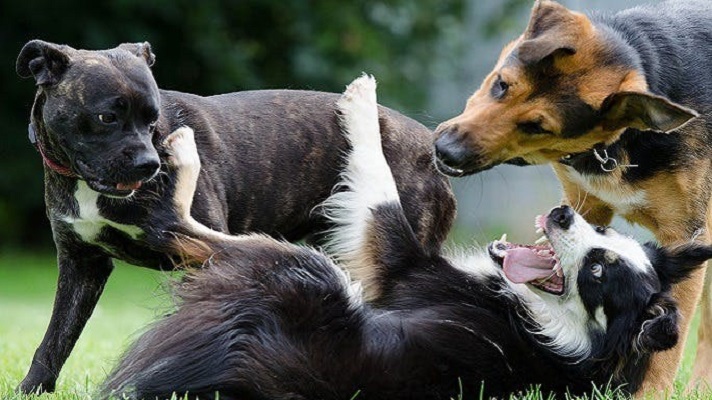 جنگ سگ ها Dogs fight