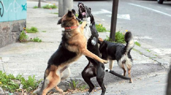 جنگ سگ ها Dogs fight