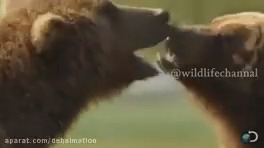 Exciting battle and battle between two grizzly bears